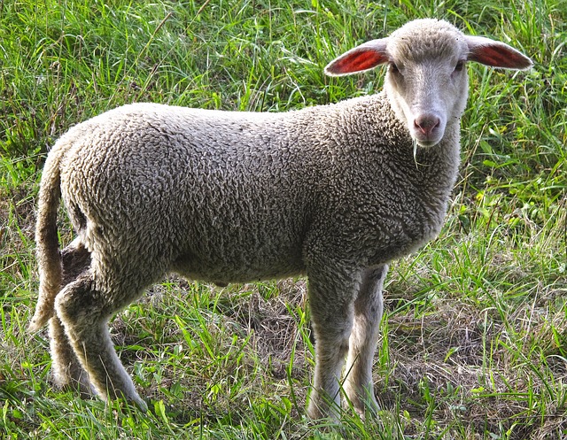 mladá ovce