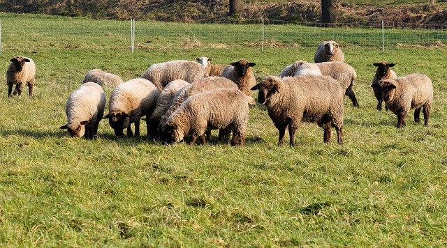 ovce na pastvě